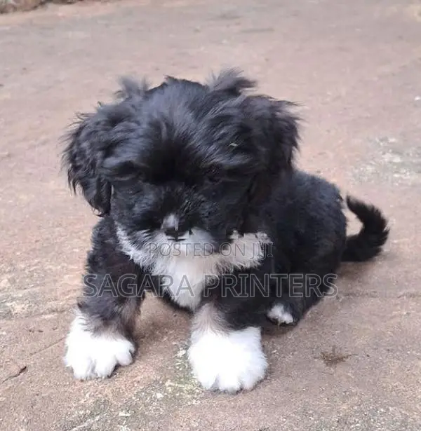 SHIH -TZU