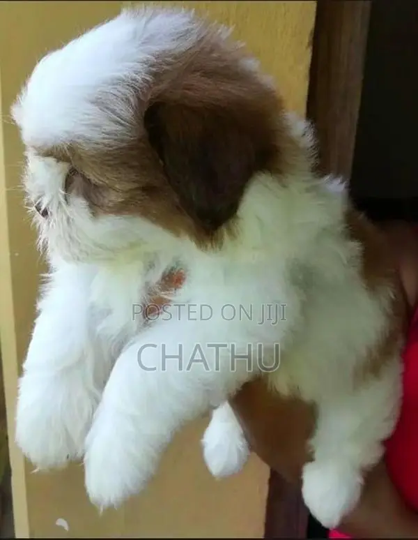 Shih Tzu Puppies
