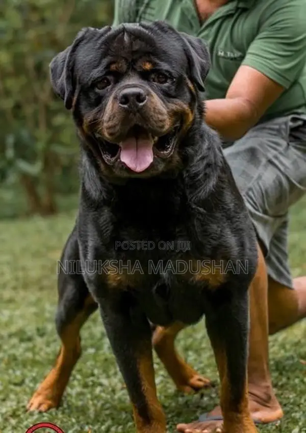 Rottweiler Puppy