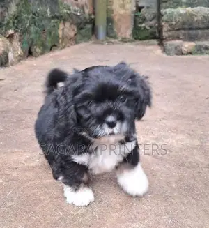 SHIH -TZU
