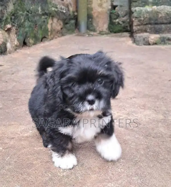 SHIH -TZU