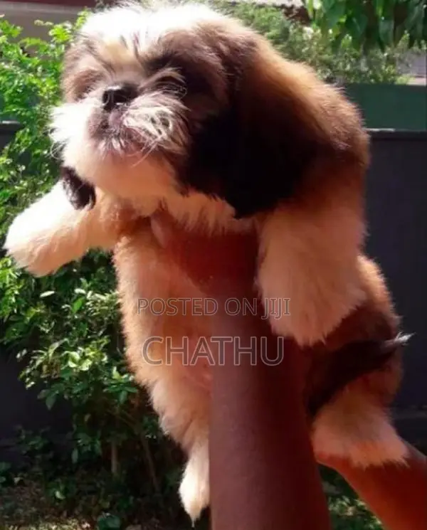 Shih Tzu Puppies