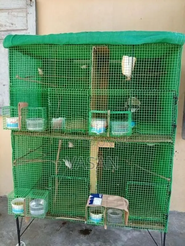 Finches Birds with Cage