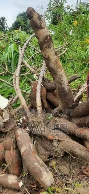 තුම්මස් මඤ්ඤොක්කා ලී