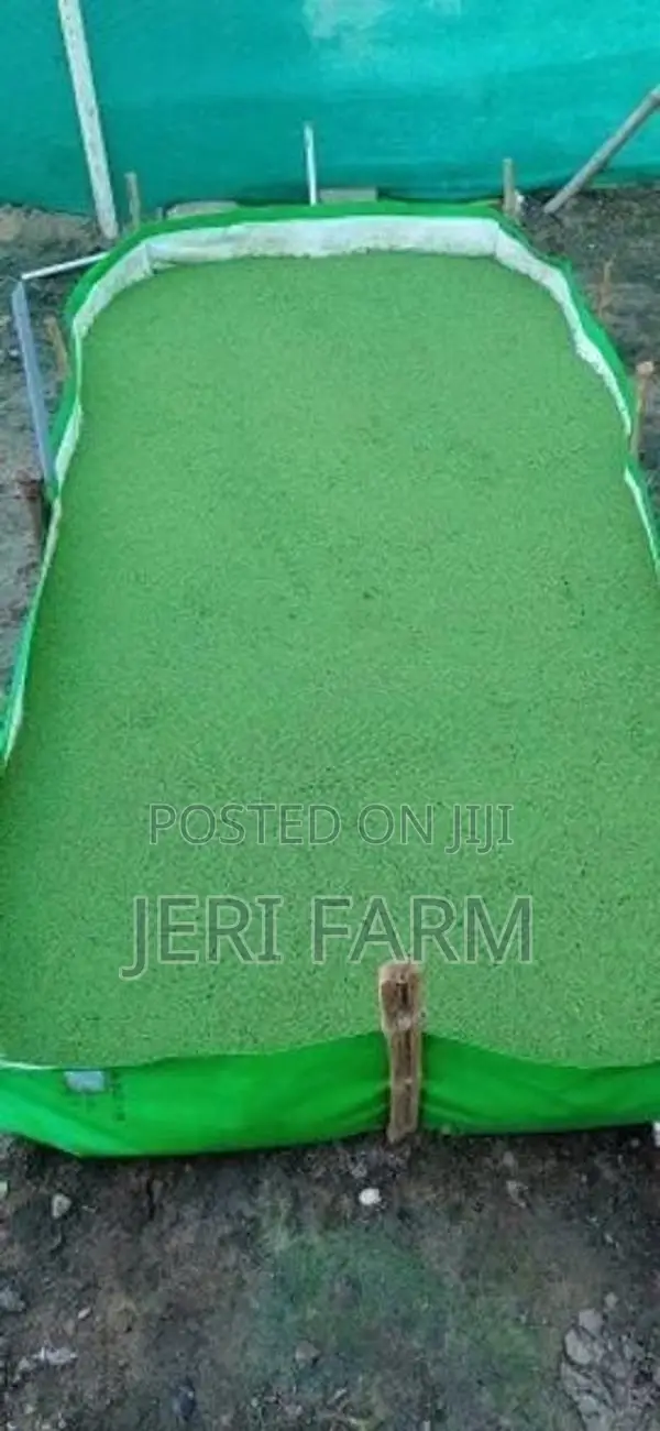 Azolla Bed