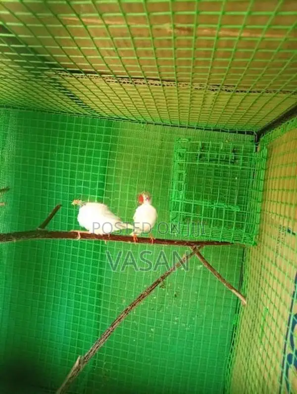 Finches Birds with Cage