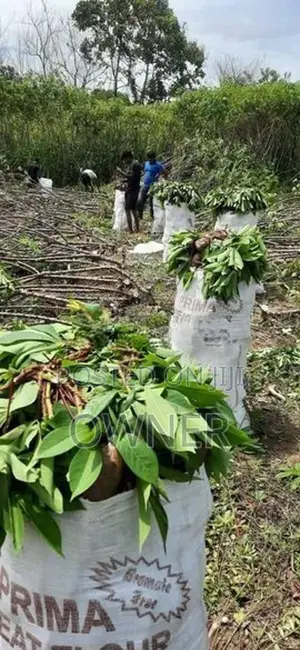 තුම්මස් මඤ්ඤොක්කා ලී