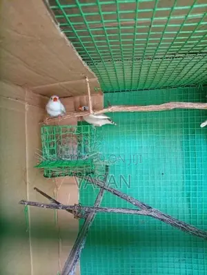 Finches Birds with Cage
