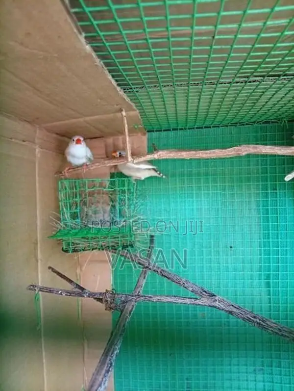 Finches Birds with Cage