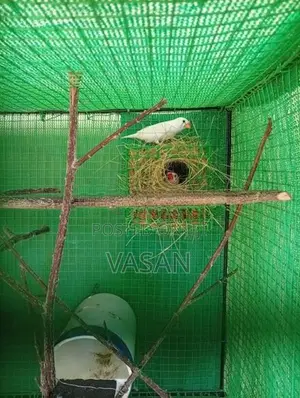 Finches Birds with Cage