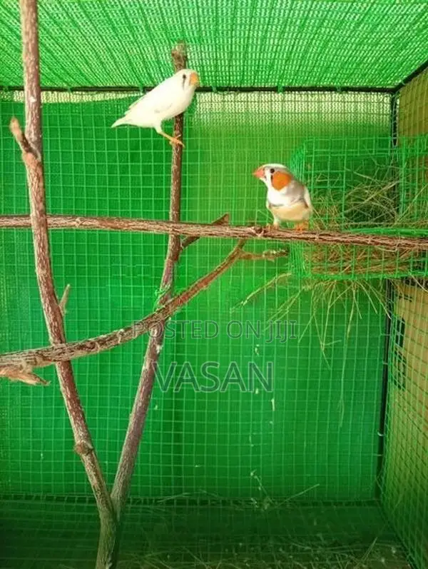 Finches Birds with Cage