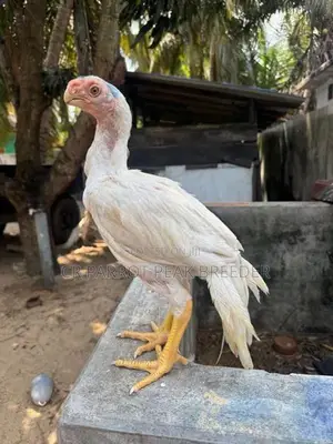 Parrot Beak Rooster Chick