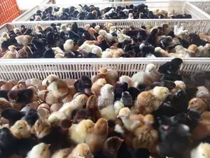 day old cuntry chicks