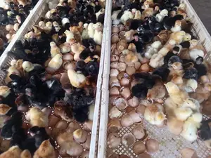 day old cuntry chicks
