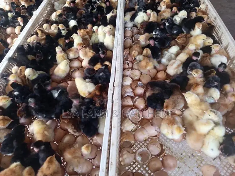 day old cuntry chicks