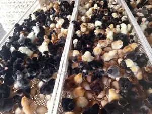 day old cuntry chicks