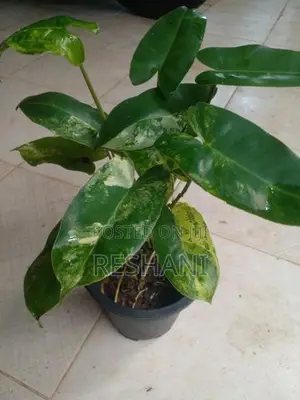 Philodendron Burle Marx Plant