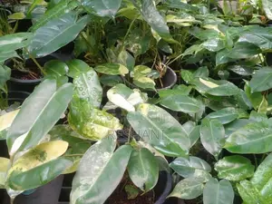 Philodendron Burle Marx Plant