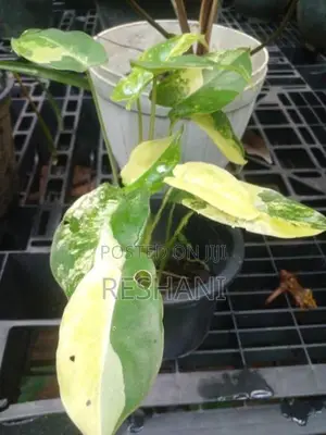 Philodendron Burle Marx Plant