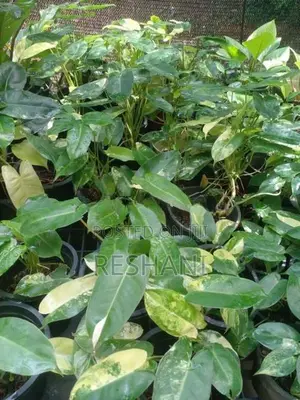 Philodendron Burle Marx Plant