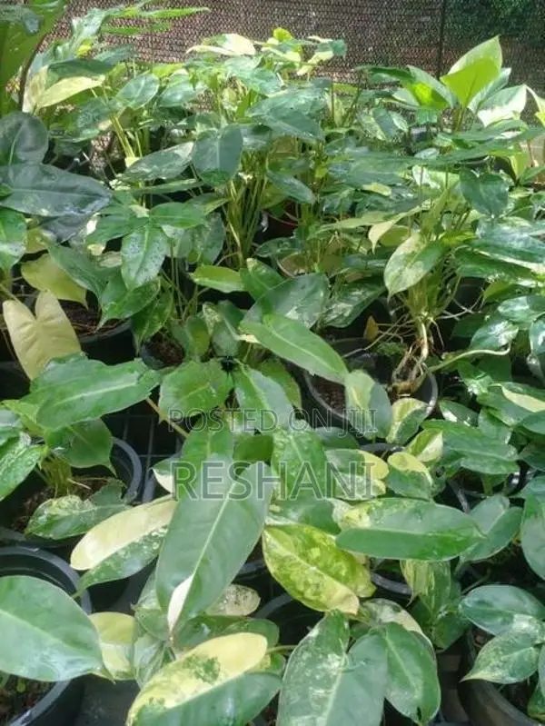Philodendron Burle Marx Plant