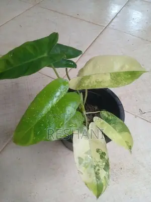 Philodendron Burle Marx Plant