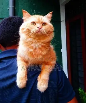 Persian Cat