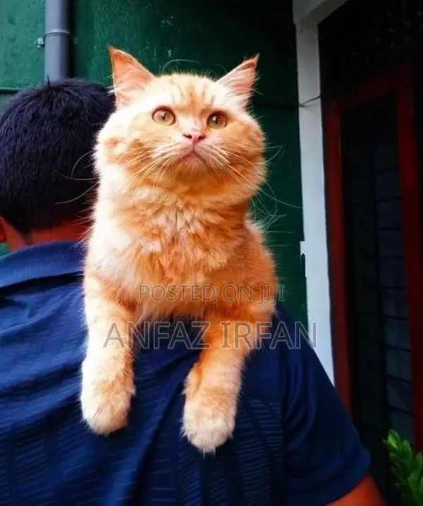 Persian Cat