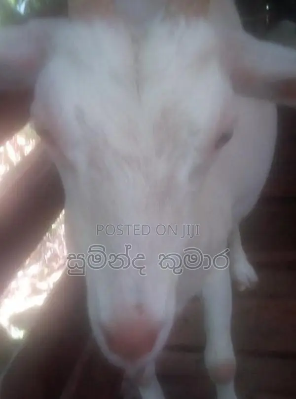 එලුවන්