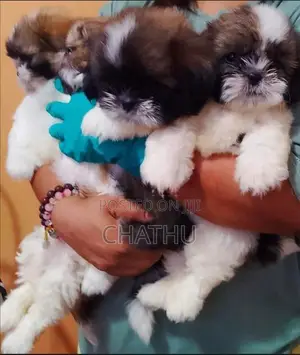 Shih Tzu Puppies