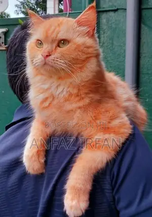 Persian Cat