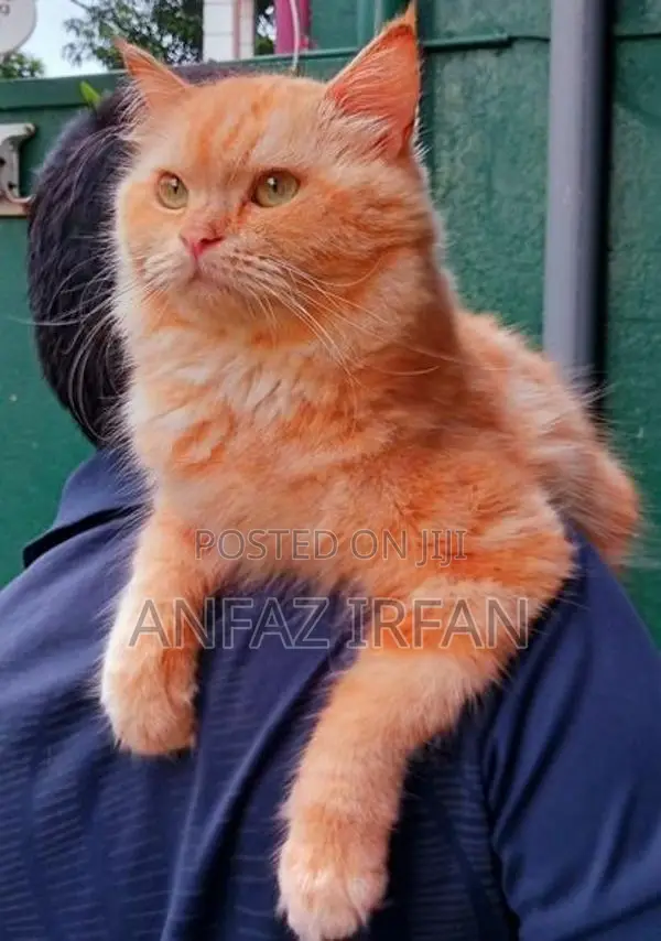 Persian Cat