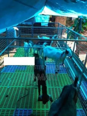 goat flooring panel plastic