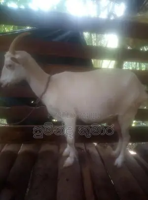 එලුවන්