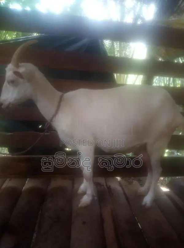 එලුවන්