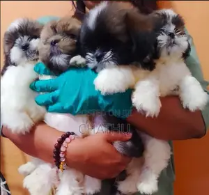 Shih Tzu Puppies