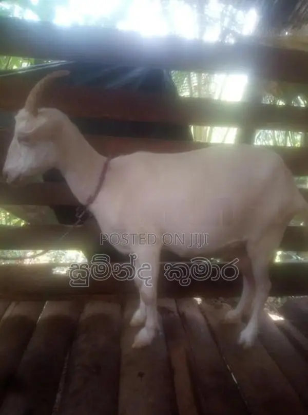 එලුවන්