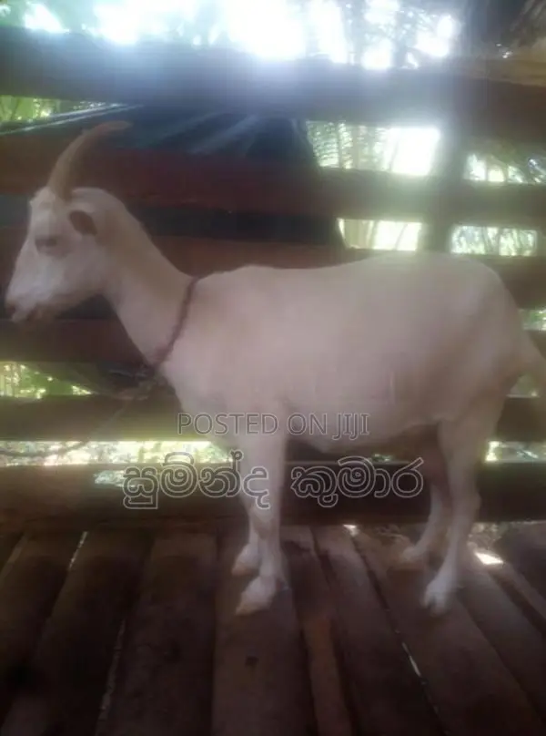 එලුවන්