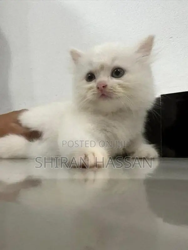 White Persian Kitten