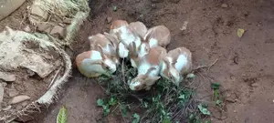 Rabbits
