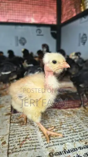 Country Chicken