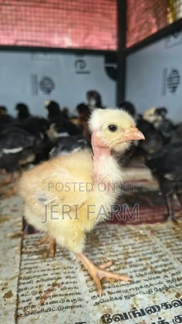 Country Chicken