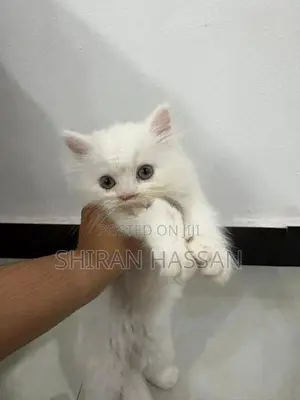 White Persian Kitten