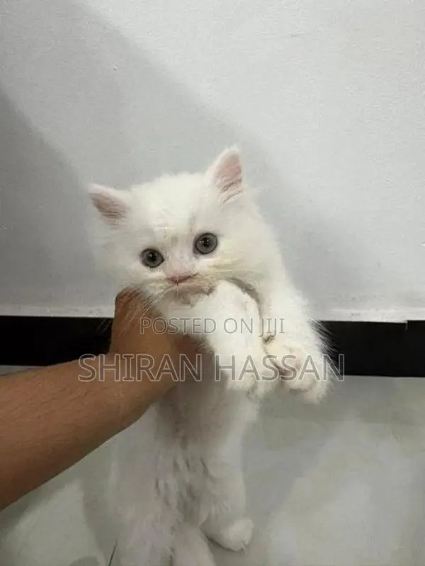 White Persian Kitten