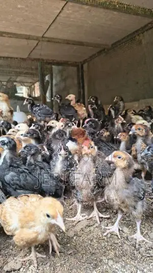 ஒரு மாத ஊர் குஞ்சு