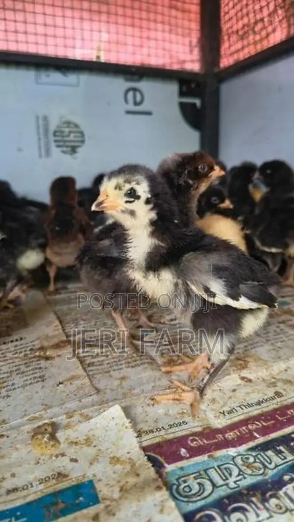 Country Chicken