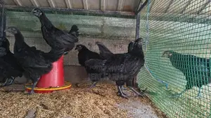 கருங்கோழி சோடி