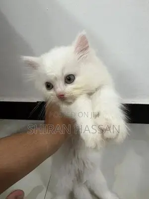 White Persian Kitten