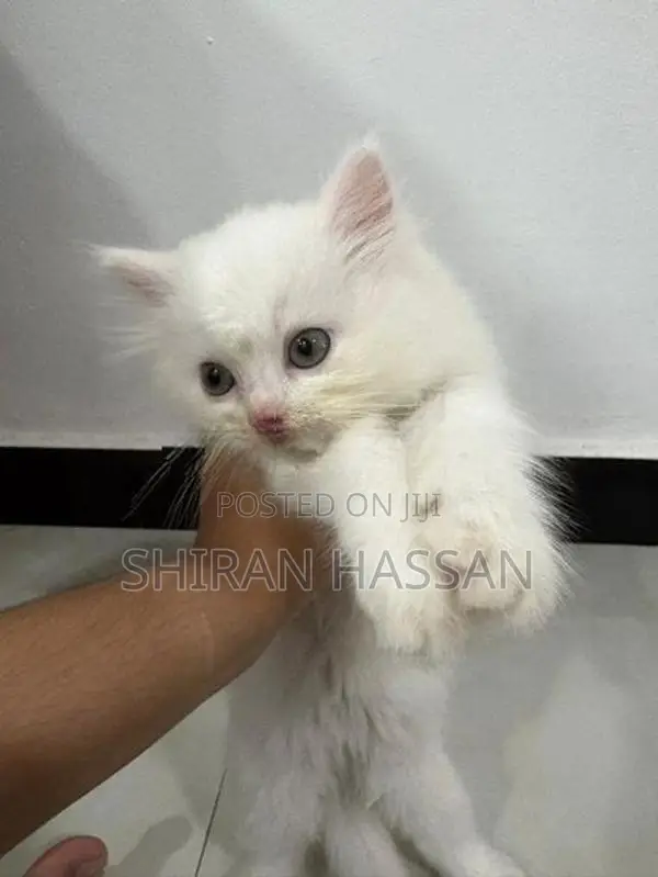 White Persian Kitten