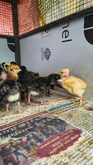 Country Chicken